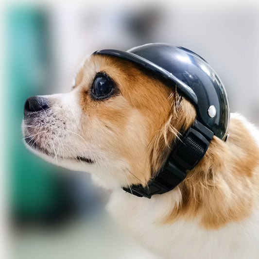 Doggy Helmet