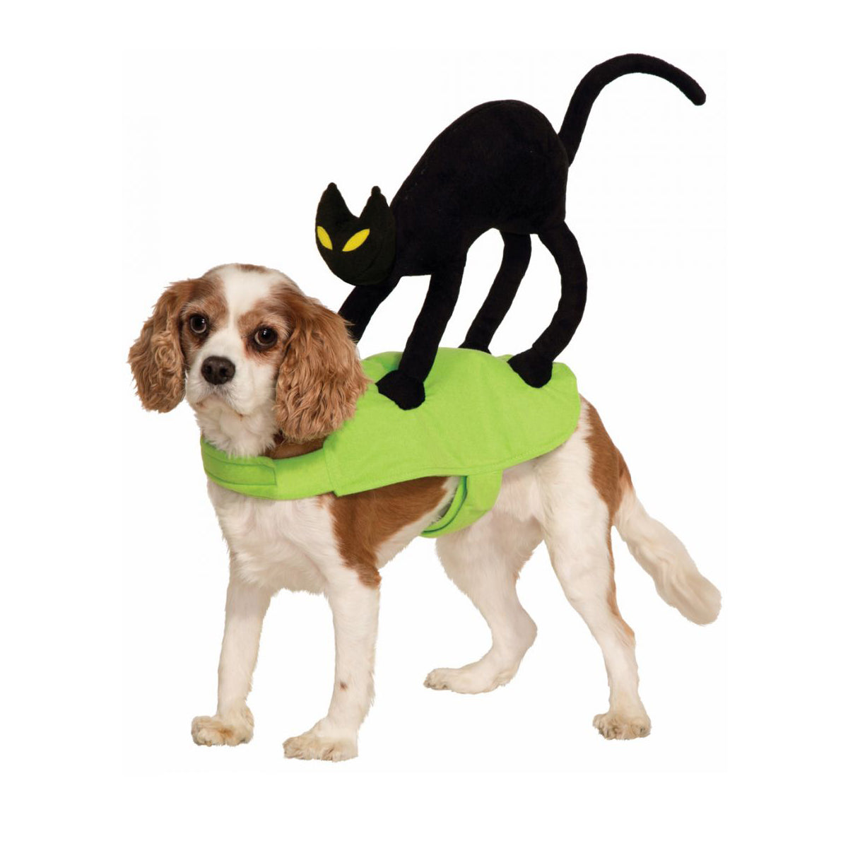 Cat on Dog Costume